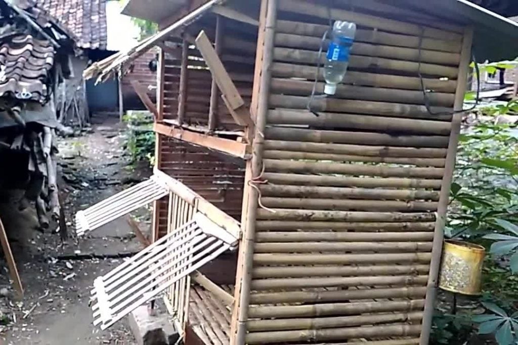 Cara Ternak Kelinci Rex Karpet untuk Pemula Lengkap - Sipendik