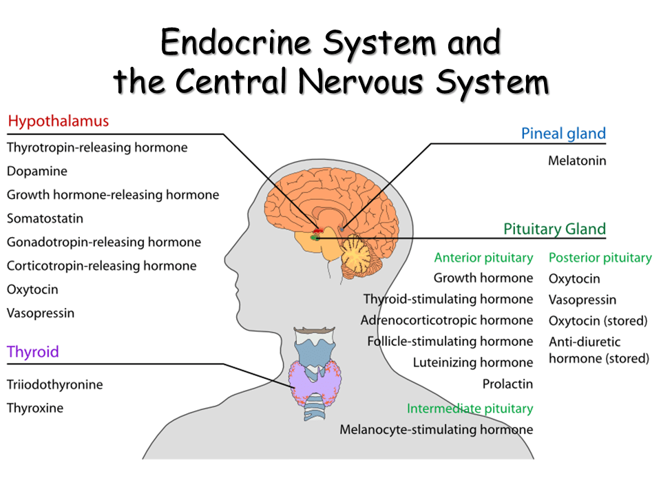 The brain and central nervous system channel explains how your brain and nerves work. What Gland Controls The Endocrine System Olympiapublishers Com