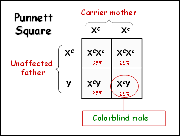 Mendelian genetics and punnett squares. Sex-Linked Traits - Presentation Biology