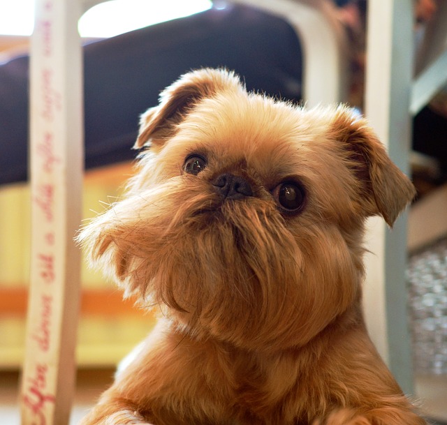 Pug Like Dogs The Smart Dog Guide