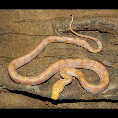 Even so, across age groups, many americans struggle to get their recommended amount of. Lavender Albino Reticulated Pythons (Python reticulatus)