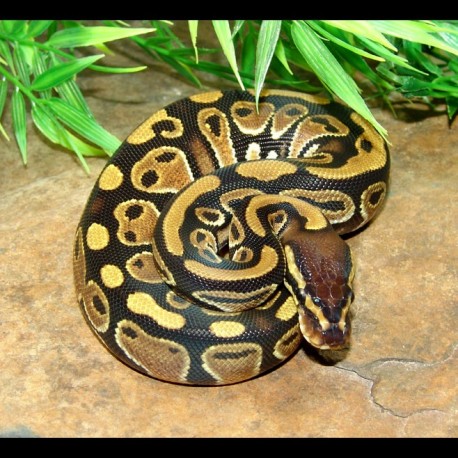 Craftmatic adjustable beds have many features and components. Ball Pythons (Python regius)