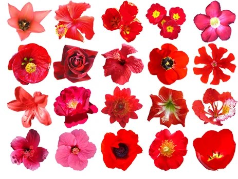Search the world's information, including webpages, images, videos and more. Free HQ PSD Red Flowers Vector Pack