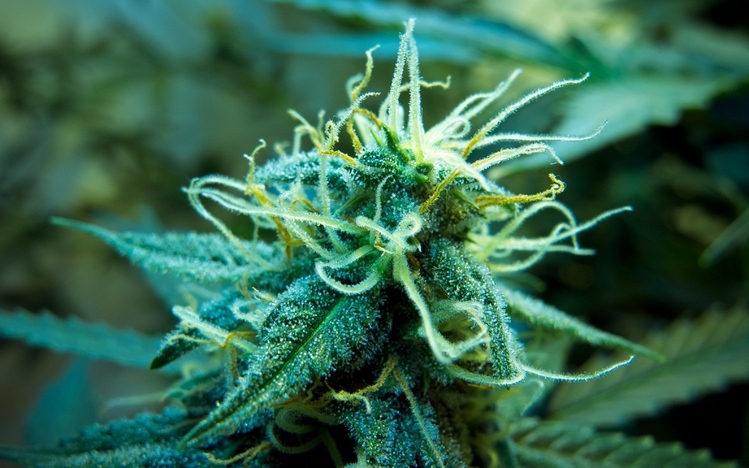 The university of athens has created an online directory where persons with disabilities can download free software to make their pcs more accessible. Weed Theme for Windows 10