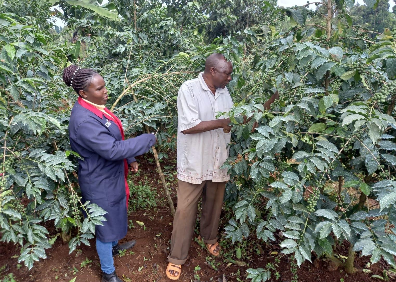 images Coffee Varieties In Kenya i lost my hospitality job due to covid 19 but coffee came to my rescue solidaridad network