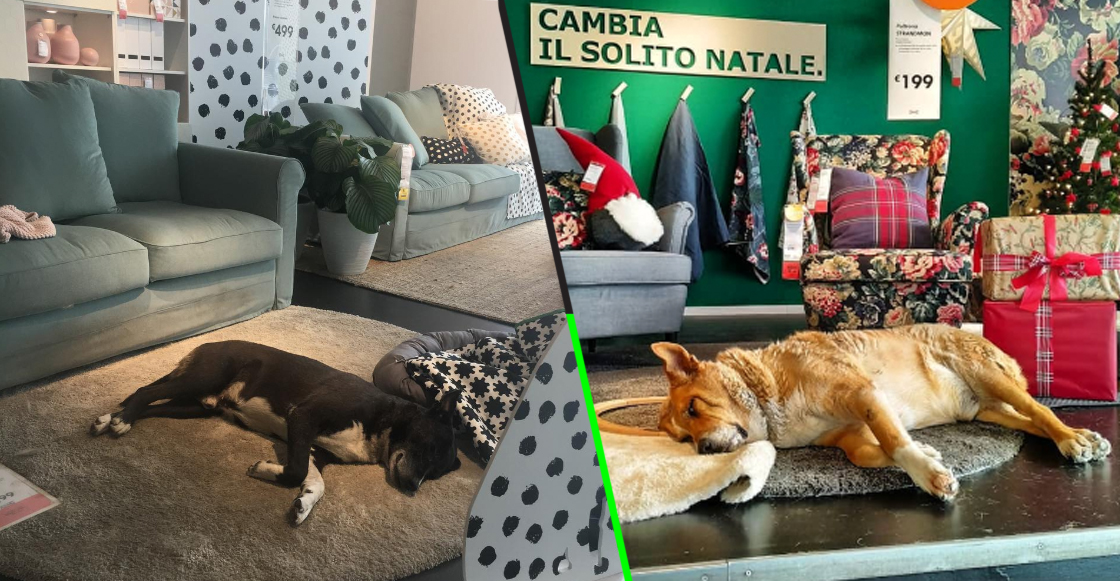 Esta tienda de IKEA dejó entrar a los perritos callejeros para no morir