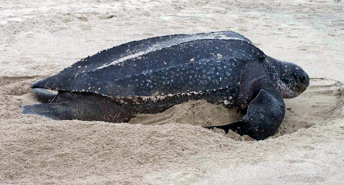 El peligro de extinción: una cruel realidad en México para muchas especies