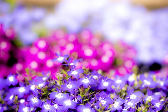 ピアノと花のある暮らし きままなひとりごと