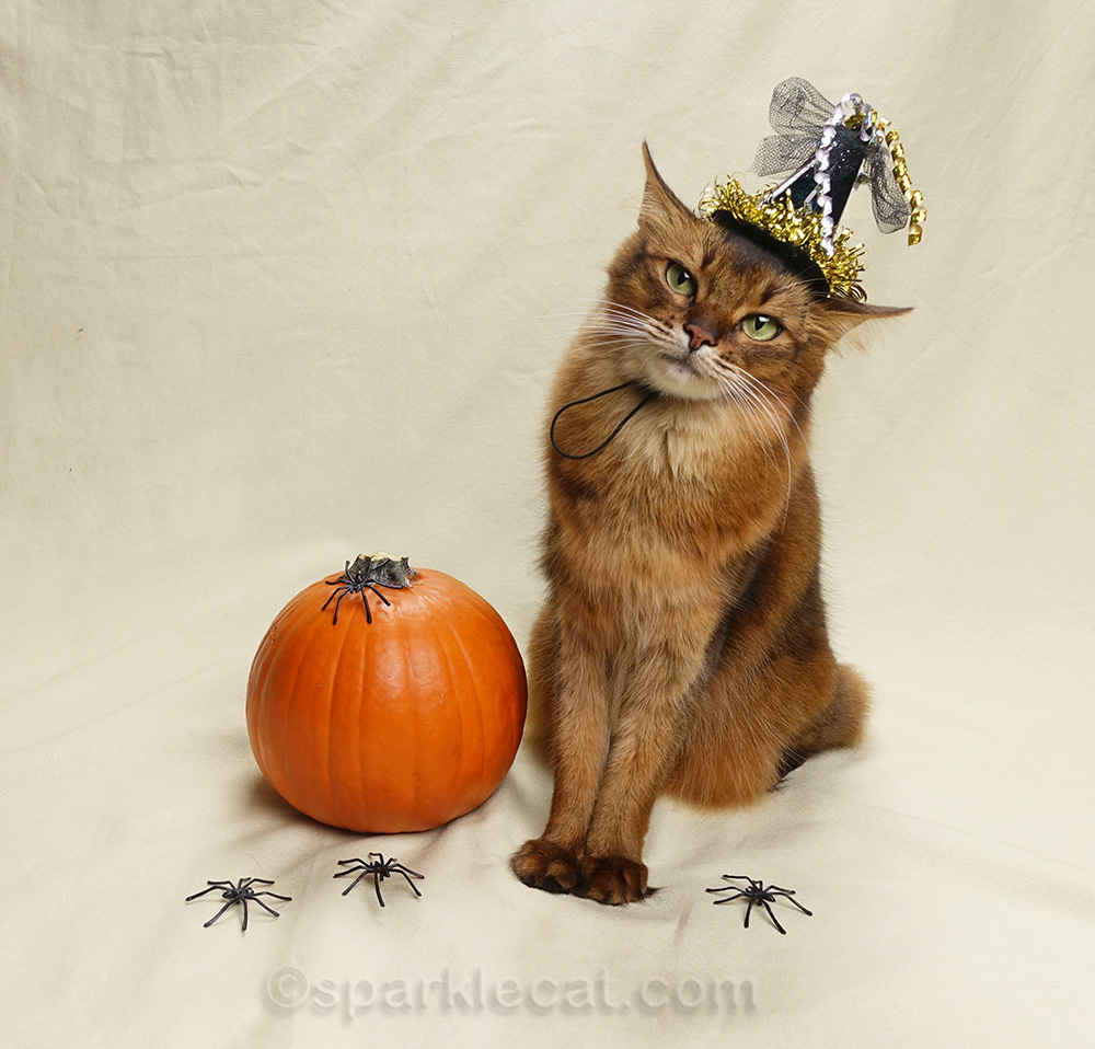 Prepare for halloween with ideas from howstuffworks. Second Halloween Photo Session For 2018 Summer S Fabulous Cat Life