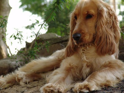 To have these results placed on your dog's record please submit them yourself by scanning and emailing them to our health … Cocker Spaniel - SpockTheDog.com