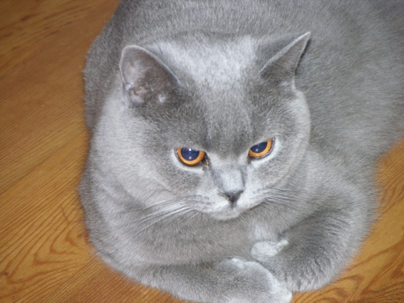 Sie kann aber trotzdem aus . KartÃ¤userkatzen vom Immenthal,katzen