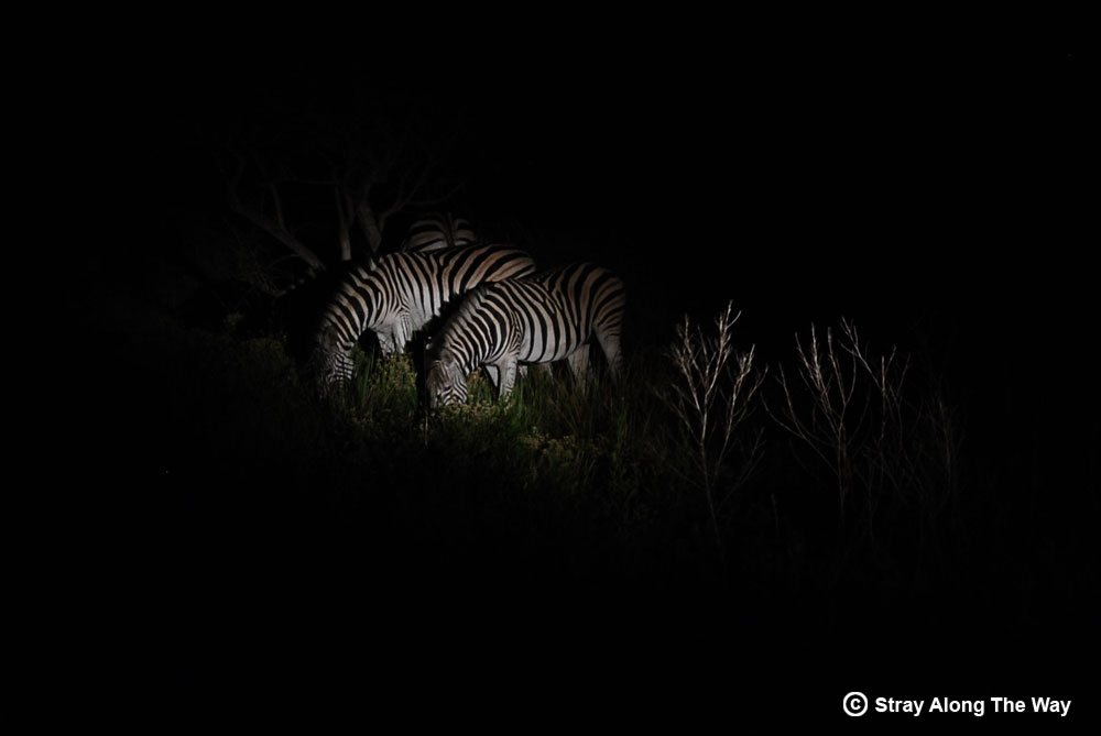 Finding Zebra on the western shores on our night drive