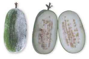 27/02/2020 · mga larawan ng mga gulay sa bahay sa kubo ipinaskil ni unknown sa 801 pm. Bahay Kubo The Illustrated Version Philippine Medicinal Plants Stuartxchange