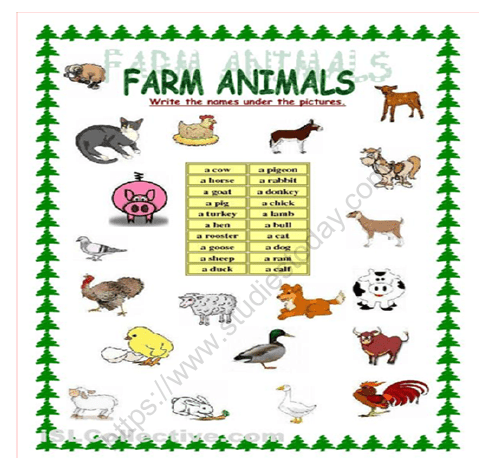cbse class 1 evs animals around us worksheet set a practice worksheet for environmental studies