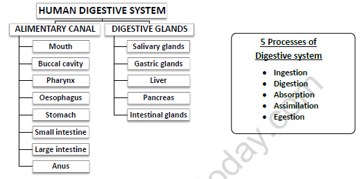 Carbohydrate digestion begins in the mouth and is most extensive in the small intestine. Cbse Class 11 Biology Digestion And Absorption Worksheet Set F