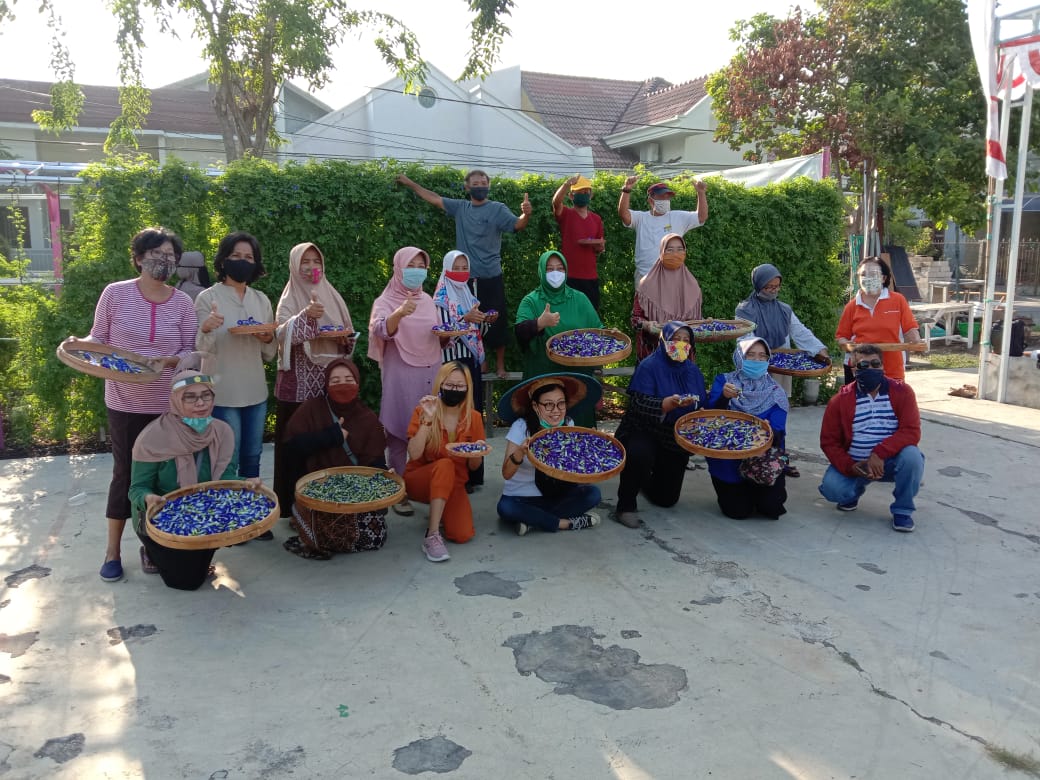 Bunga Telang, Cantik Kaya Manfaat - Suara Surabaya