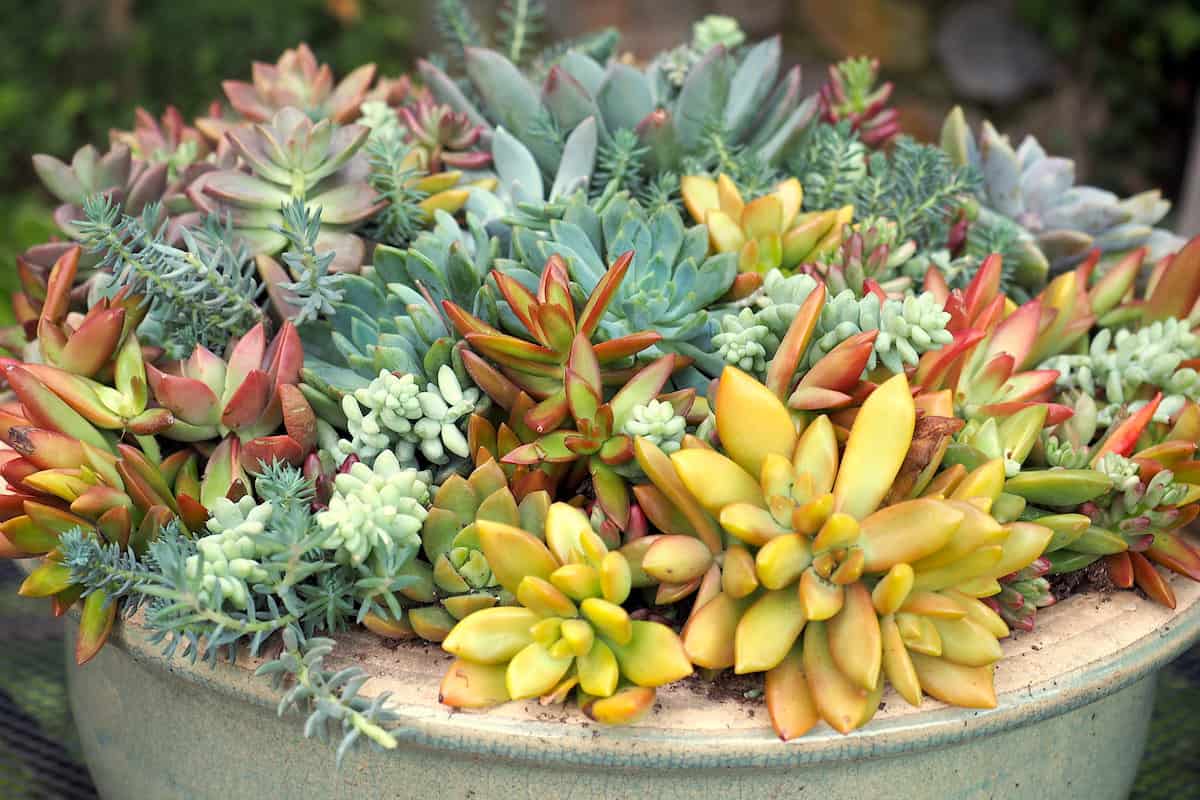 Frequently bought together + + total price: 10 Astonishing Yellow Succulents Sublime Succulents