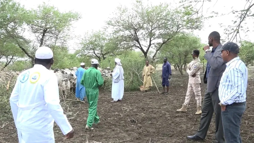 حملة لتطعيم الماشية بالنيل الأزرق حملة لتطعيم الماشية بالنيل الأزرق