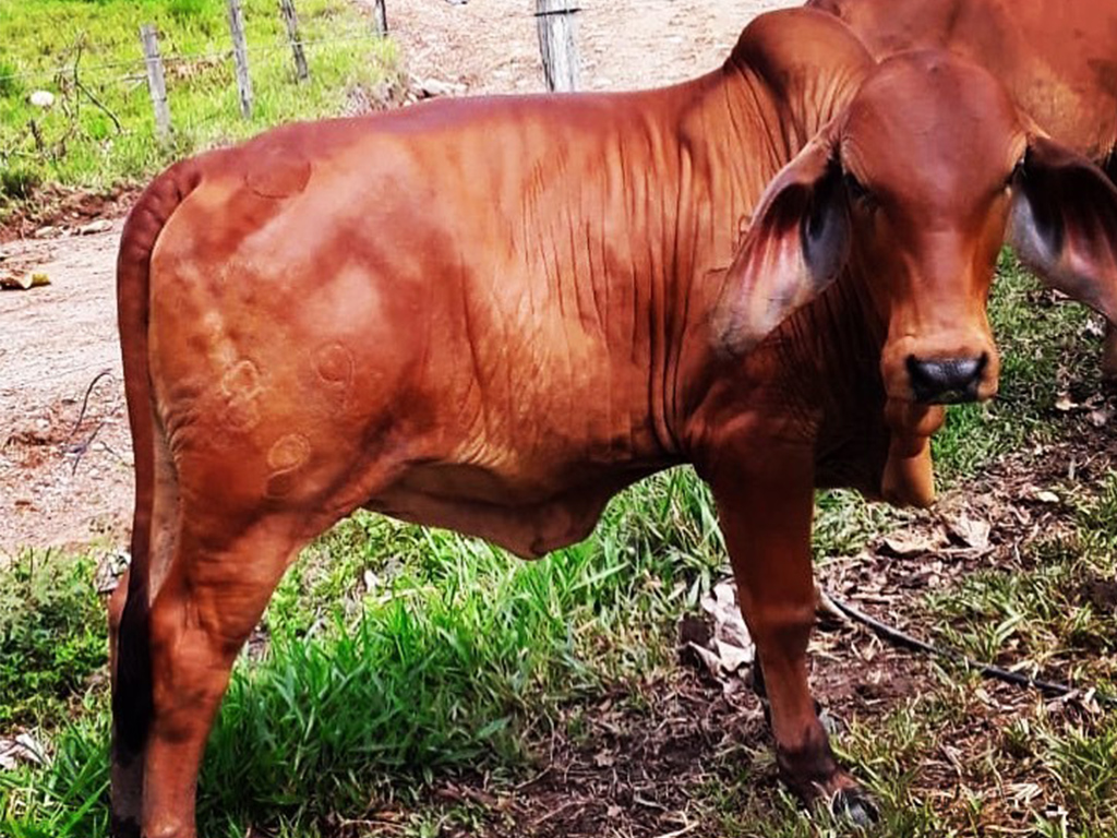 Kumpulan gambar tentang foto sapi limosin asli, klik untuk melihat. Sapi Limosin dan Tiga Jenis Sapi yang Cocok Buat Kurban