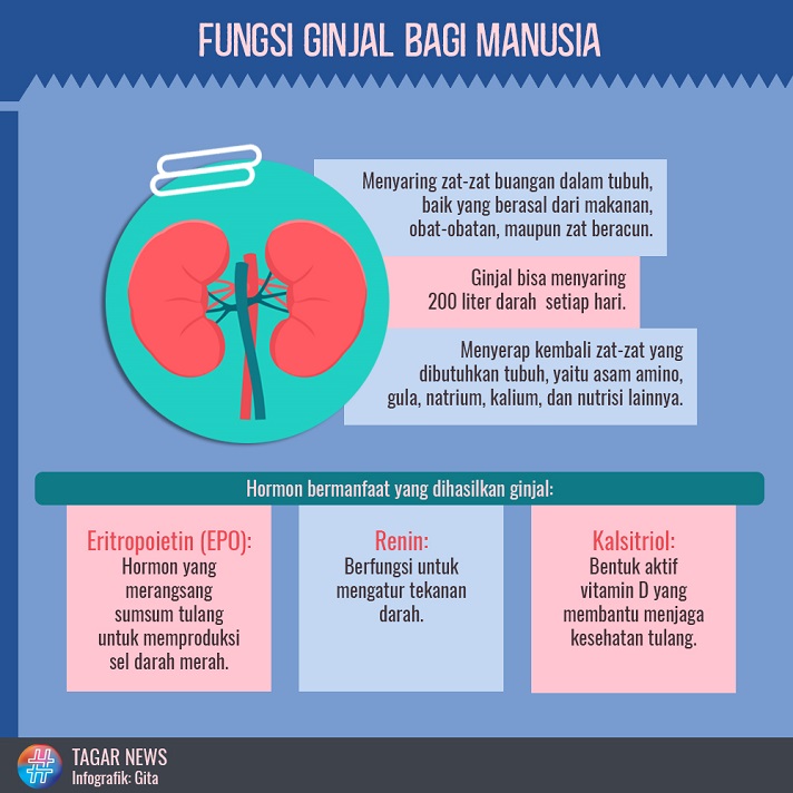 Oleh karena itu kesehatan ginjal sangat rentan terganggu . Hari Ginjal Sedunia Fungsi Ginjal Bagi Manusia