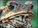 Ribbit