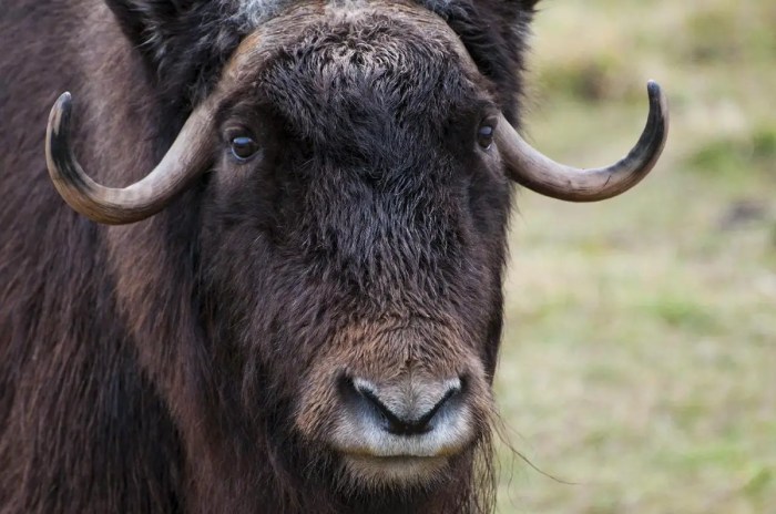 The ox chinese zodiac