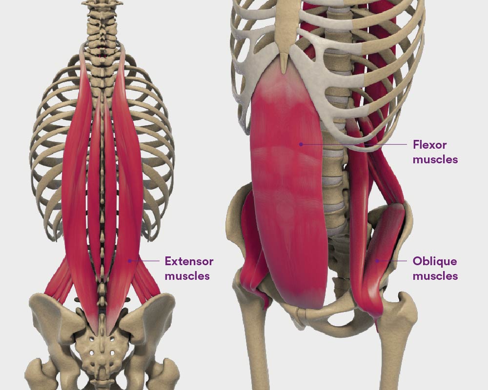 Strong muscles and bones, flexible tendons and ligaments, and sensitive nerves contribute to a healthy spine. Introduction To Spine The Better Way Back