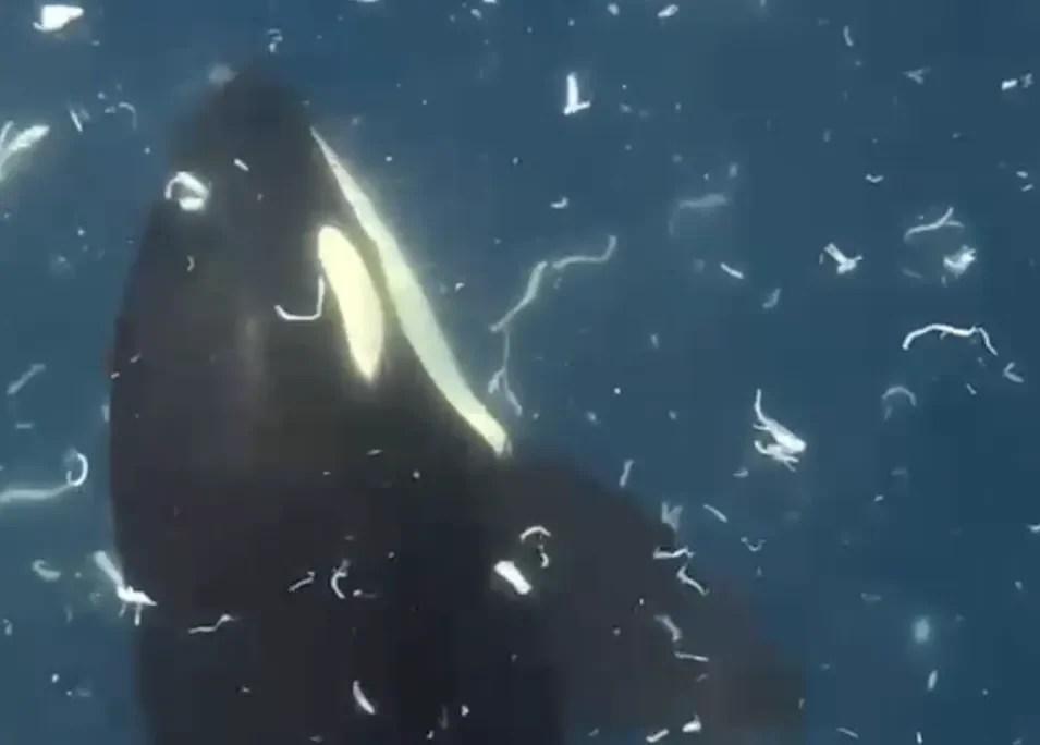 Gulf of California orcas use precision strikes to explode sunfish into thousands of pieces