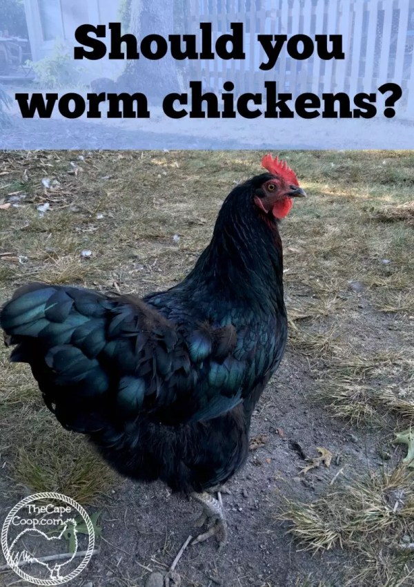 Backyard Chickens