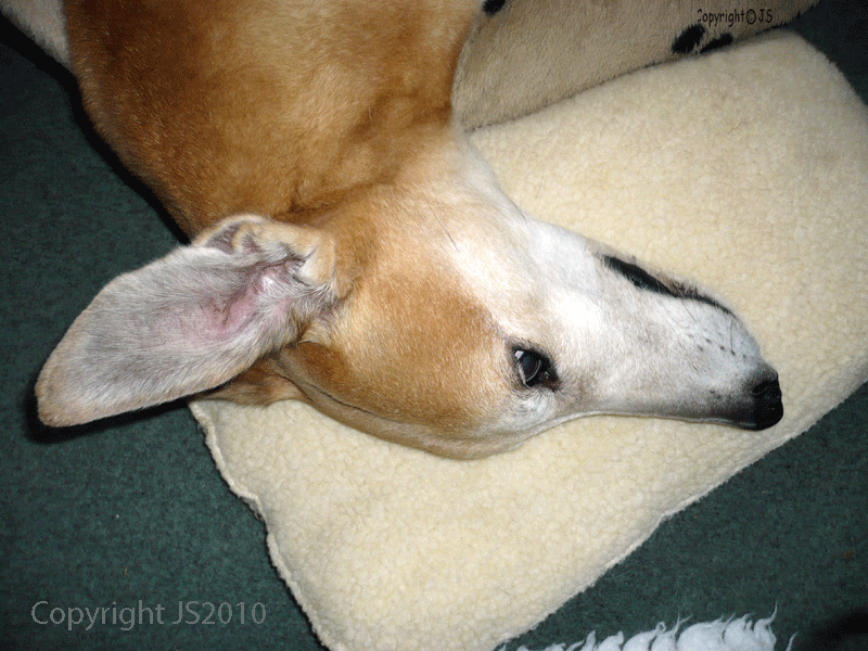 Thedeppeffect.com » Blog Archive » Abc Wednesday With The Greyhounds – The Letter E 600_x_800_png