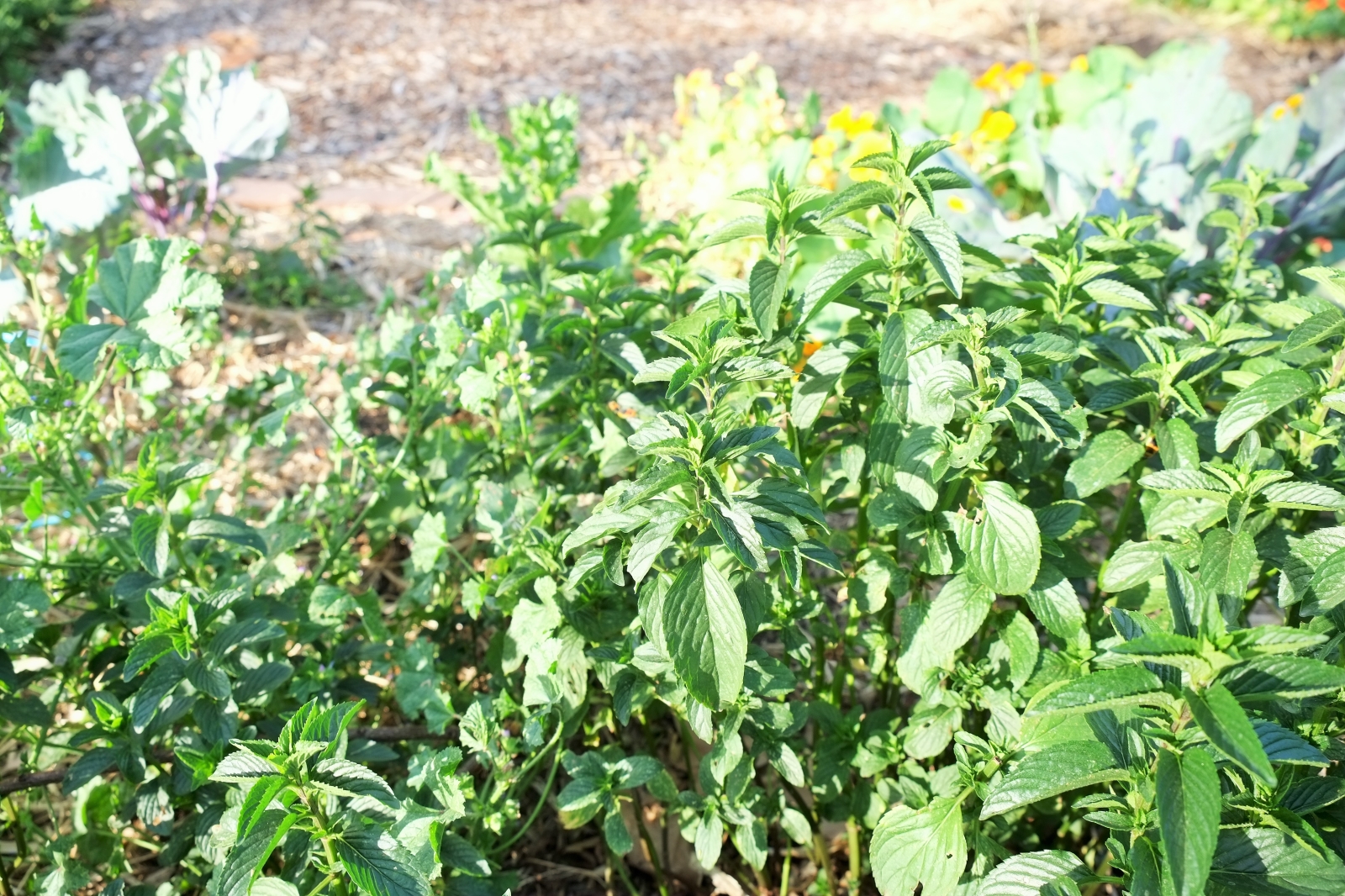 mintbasil The Desert Echo