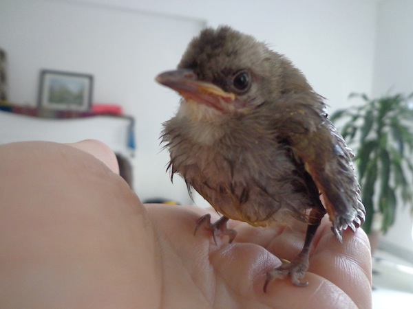 Birdie