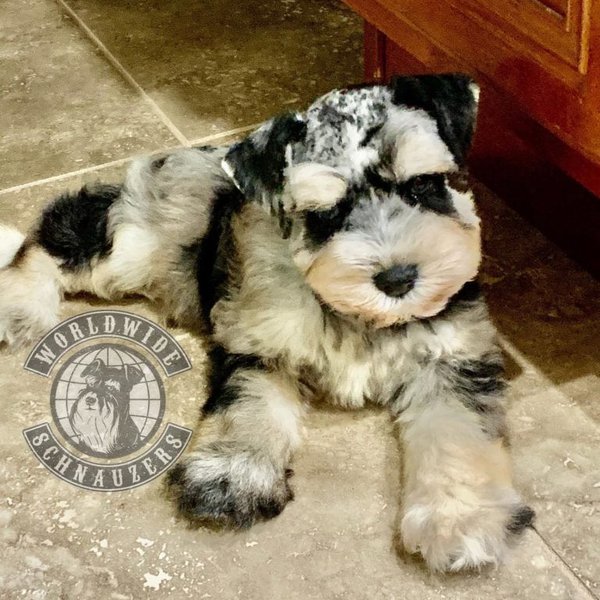 Black, silver, and salt and pepper. 15 Fascinating Colors And Patterns Of A Schnauzer The Goody Pet