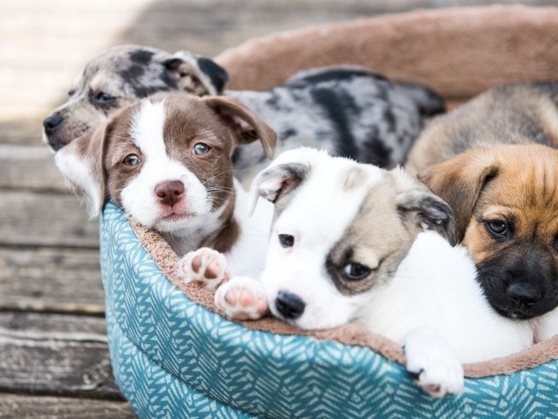 This quiz will cover all sorts of pets! 11 Easy Ways To Get Free Puppies Ranked The Goody Pet