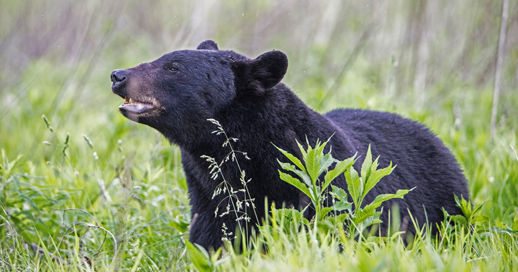 Are Bear Attacks Common In The Smoky Mountains Incidents In 2021