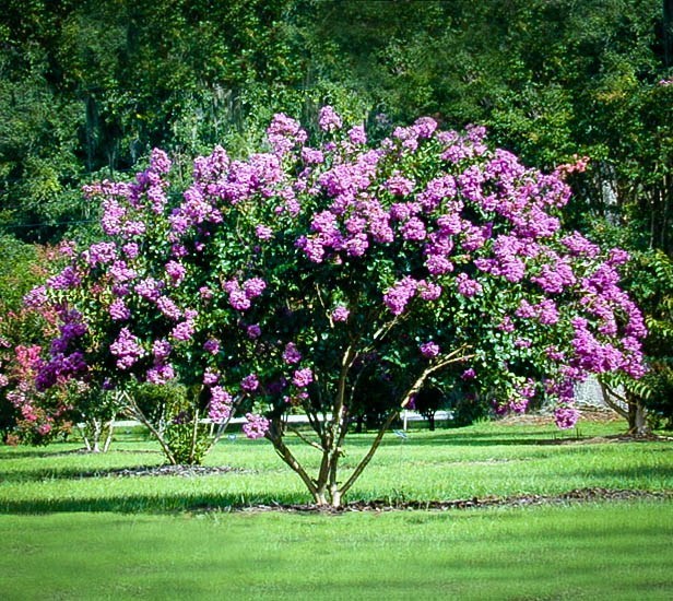 She also loves sharing prepper tips and community projects with kindred spirits. Buy Catawba Crape Myrtle Online | The Tree Centerâ¢
