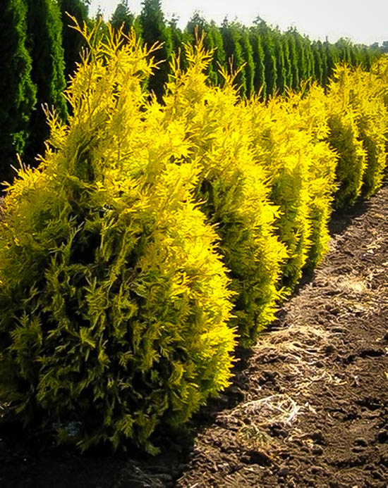 Brabanty se mi nelíbí ani barva ani tvar, jak píšeš jsou . Sunkist Arborvitae | The Tree Centerâ¢