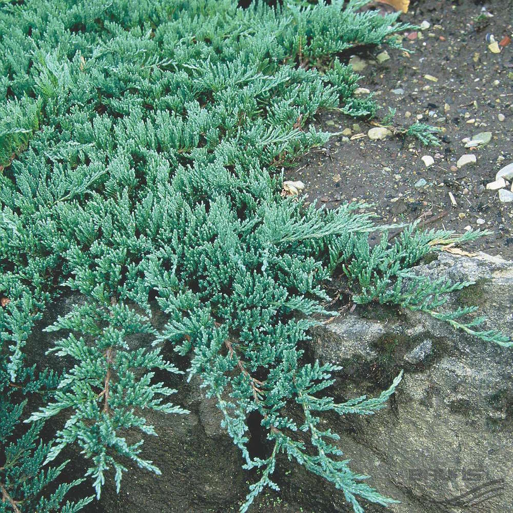 Juniperus "Creeping Juniper" 6" Pot Hello Hello Plants & Garden Supplies