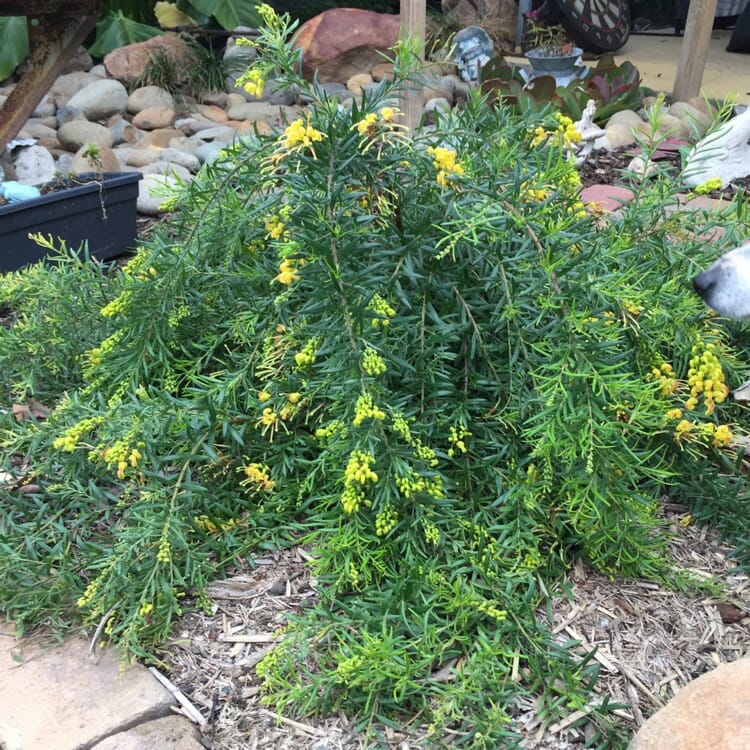 Grevillea 'Lemon Daze' 6'' Pot Hello Hello Plants & Garden Supplies
