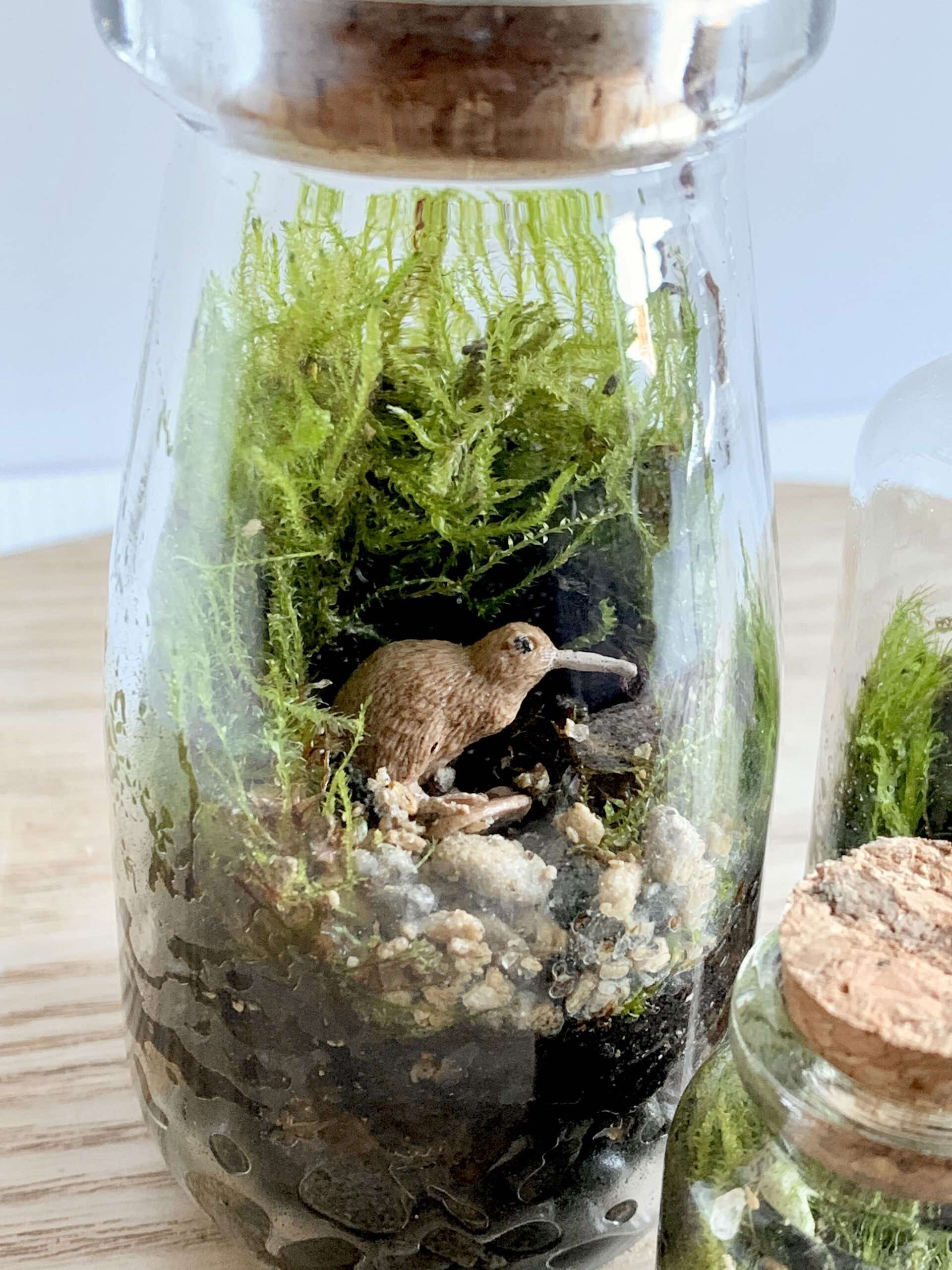 Kiwi Bird Terrarium Set The Twig