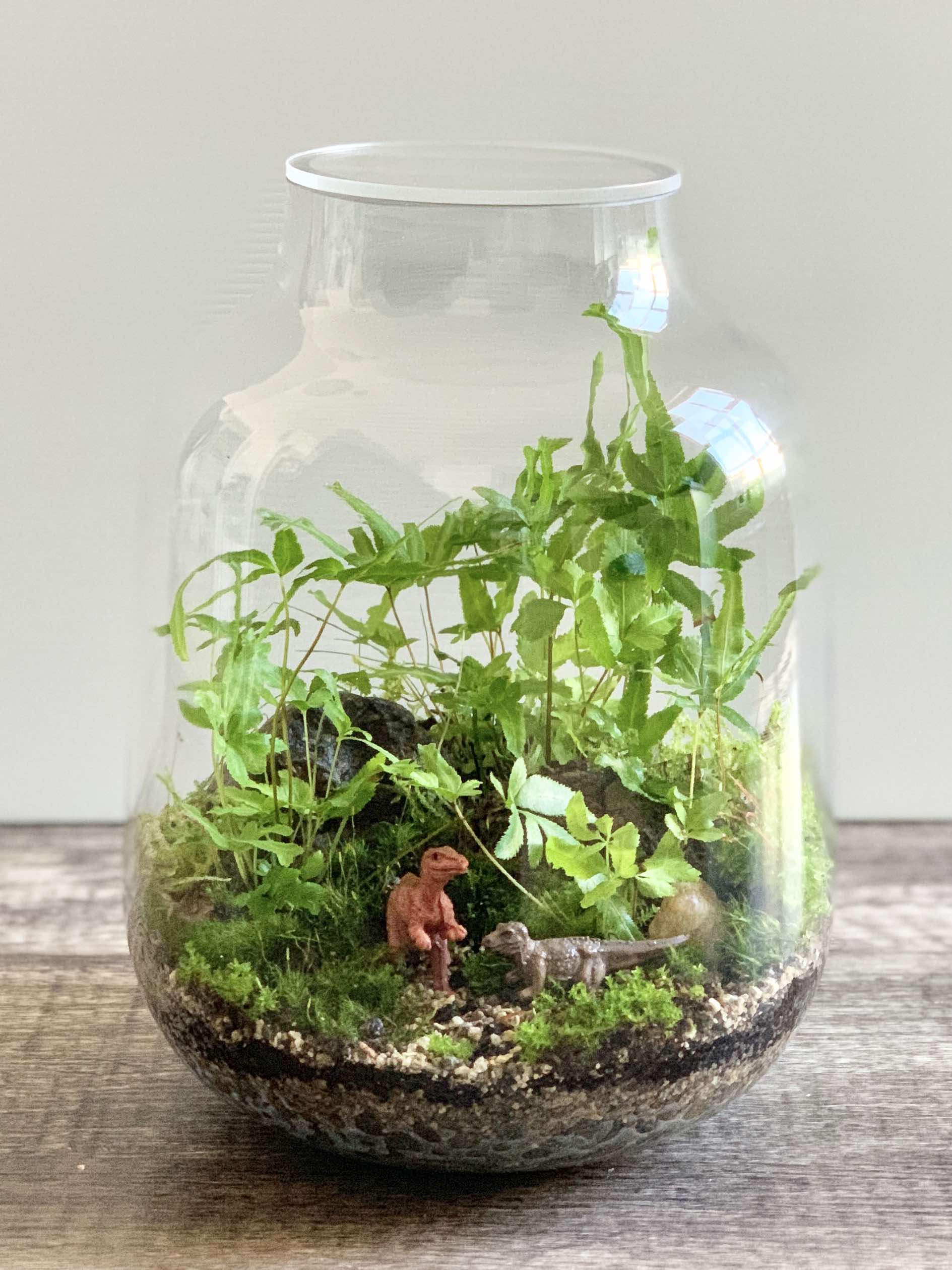 Jurassic Adventure Terrarium The Twig
