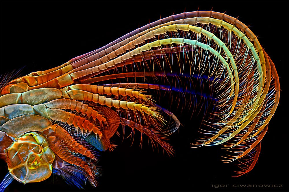 First of all macro photography or macrography or sometimes photo macrography,is generally photography or extreme close up of usually small things like bees . The Extraordinary Details of Tiny Creatures Captured with a Laser-Scanning Microscope by Igor