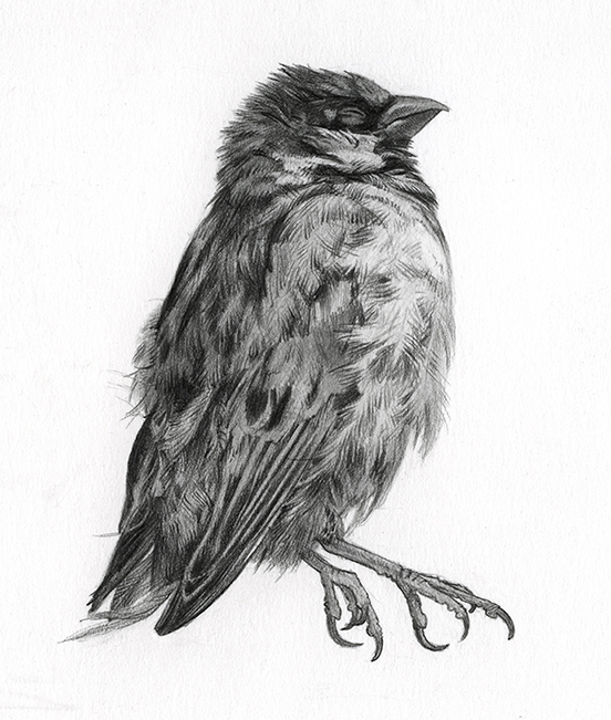 Comment dessiner un oiseau facile à faire étape par étapemerci de. Dessins | Thomas Ehretsmann