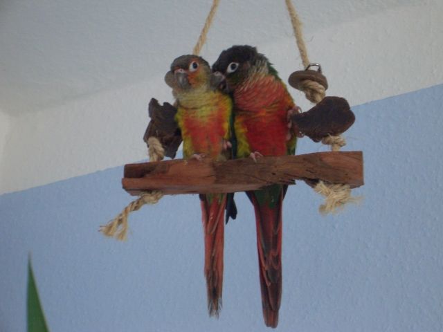 Auf einer landkarte können sie ihre suche . Voegel Kleinanzeigen | Voegel Annoncen | Voegel Inserate