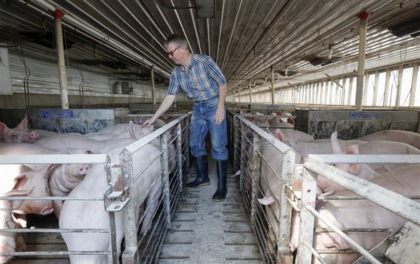 Rent a bbq with all the fixings included. Area hog farm could be Ohioâs 3rd largest - The Blade