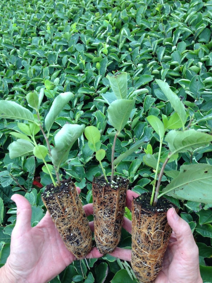 The fact that it has been . Top 10 Tips on Planting and Growing Aronia Berries