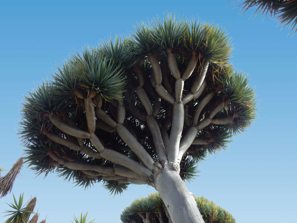 DragonTree02