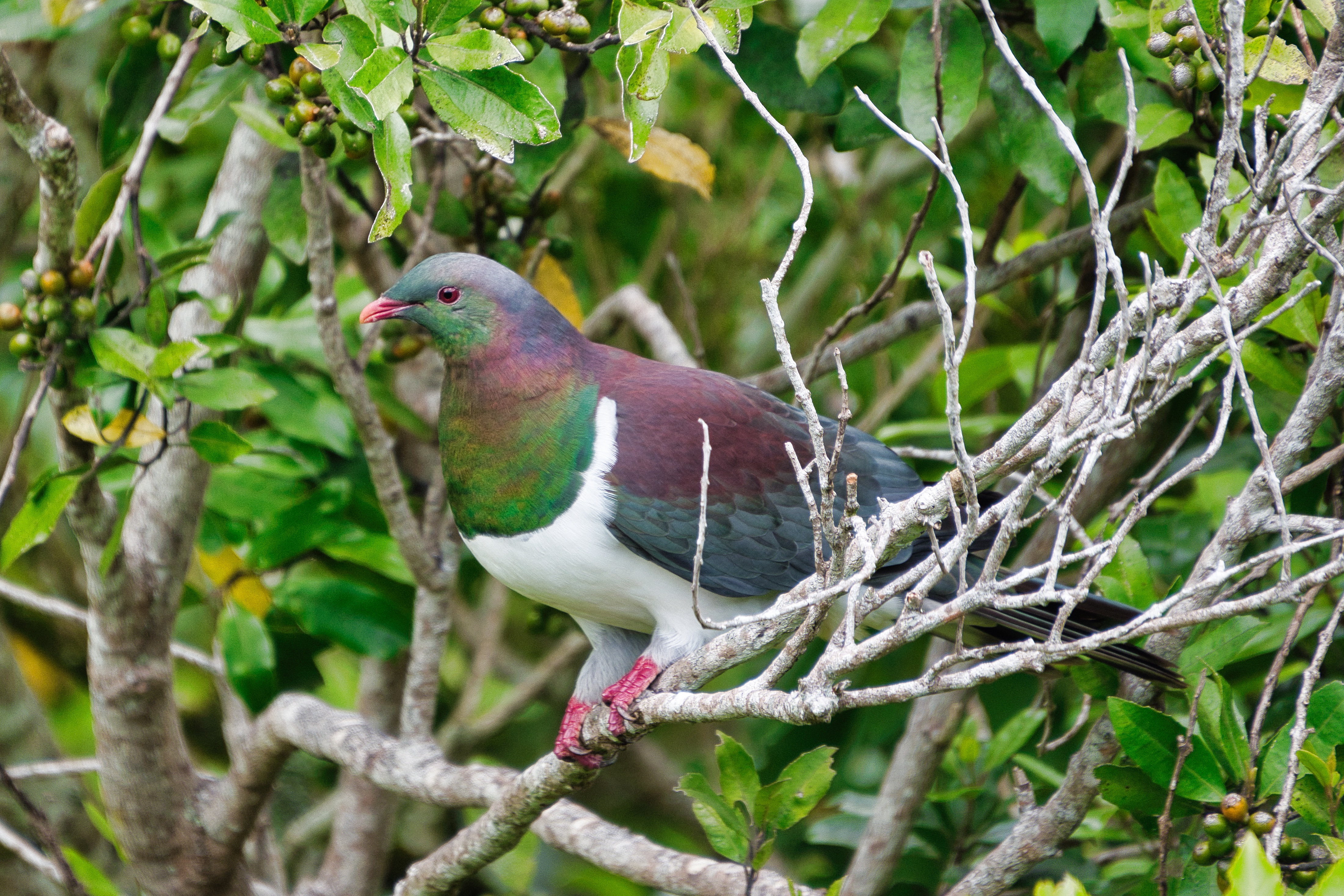 Attractions in Wellington. Zealandia.