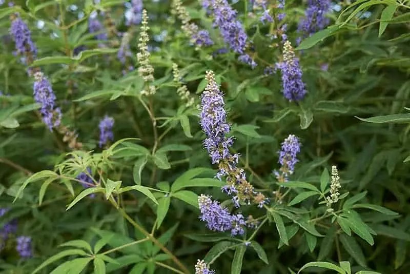 There are three main reasons to prune fruit trees. Vitex Trees For Sale Buying Growing Guide Trees Com