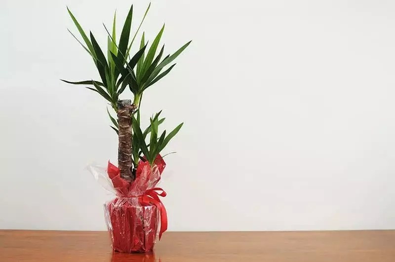 This guide can help you determine your options based on the seasons and your usda hardiness zone. Yucca Plants For Sale Buying Growing Guide Trees Com